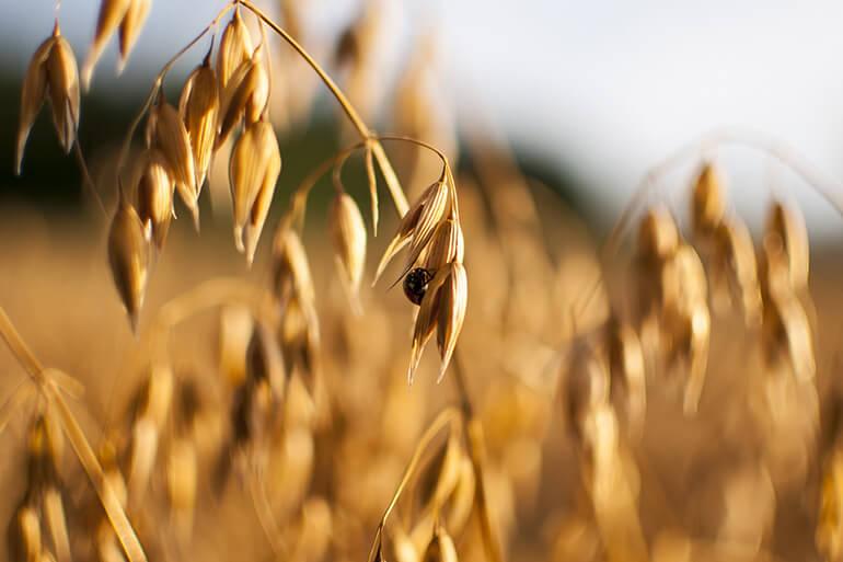 Close up of oat plants in a field, with a ladybug resting on one of the seeds.